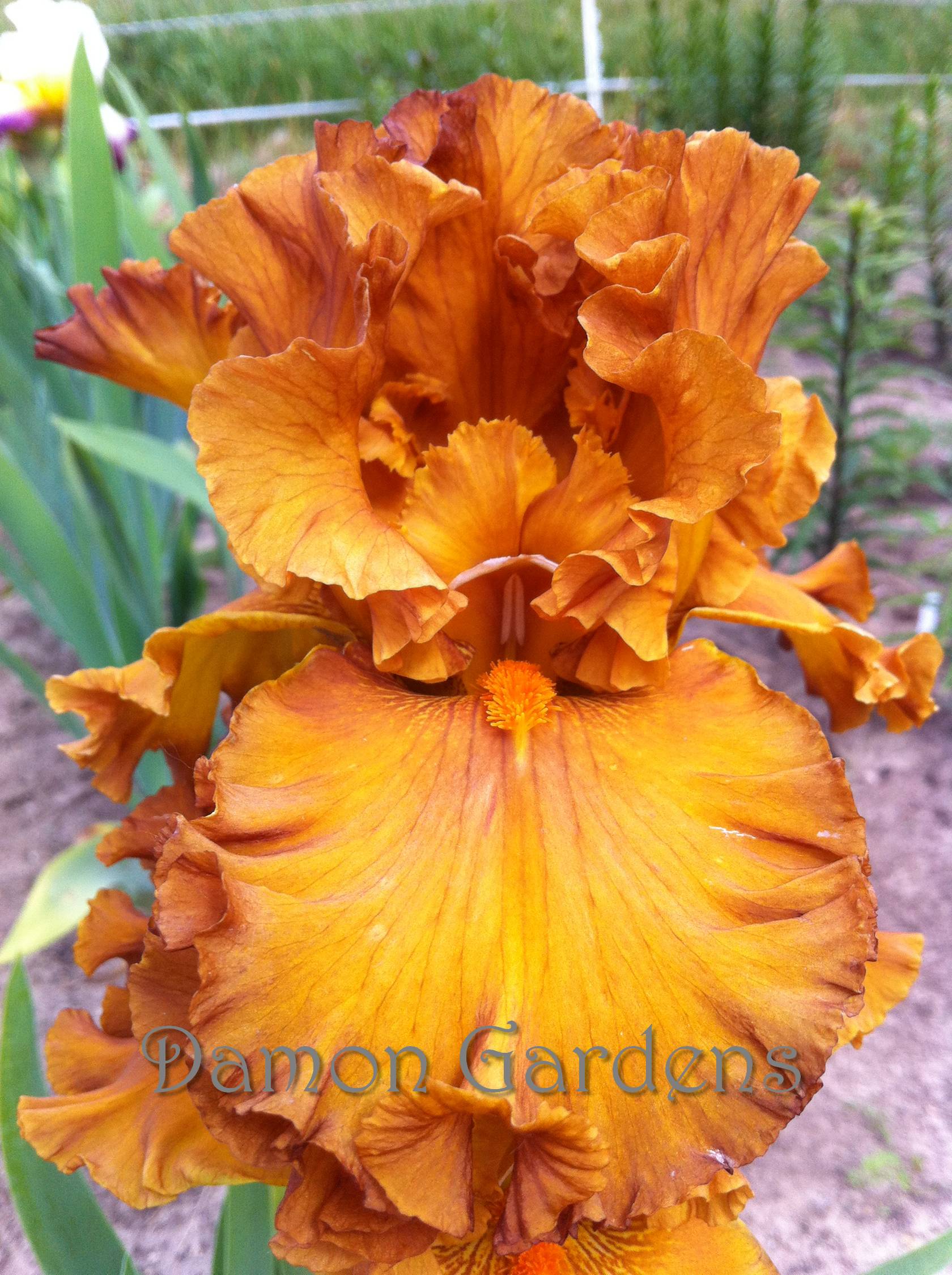 Iris Golden Panther